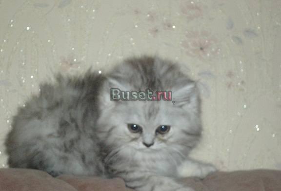Котёнок персидский шиншилла  мальчик Москва