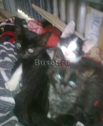 Отдам котят в хорошие руки Москва