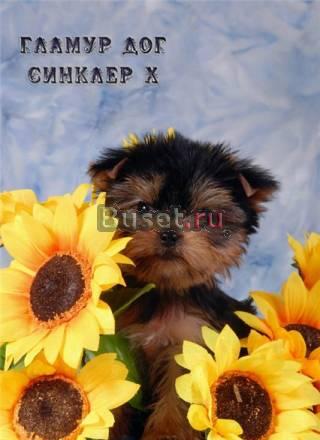 Йоркширский терьер.Мальчик Москва