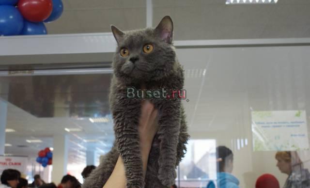 Котята-овечки "Селкирк-рекс" Барнаул