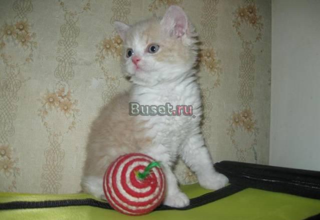 Кудрявые котята-овечки, породы "Селкирк -рекс" Воронеж
