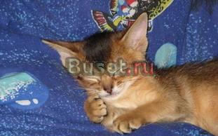 Абиссинские котята мальчики Москва