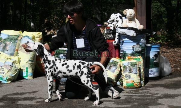 Далматина щенок Новосибирск