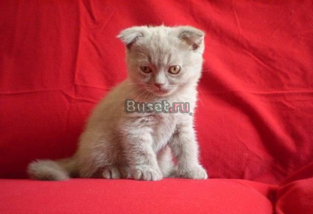 Шотландский вислоухий котик лилового окраса Москва