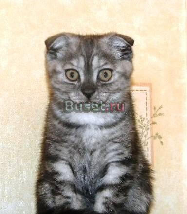 Шотландские короткошерстные котята Москва