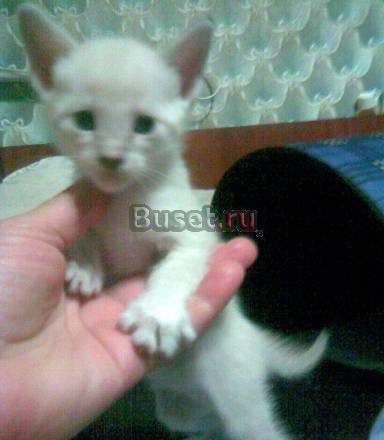 Ориентальные котята Самара