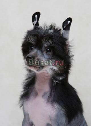 Щенки Китайской Хохлатой собаки Москва
