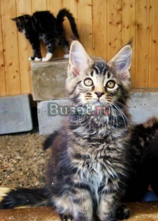 Мейн-Куна котик 2,5 мес. Питомник Москва