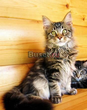 Мейн  Куна котик 5 мес. Питомник Москва
