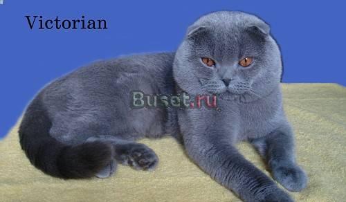 Вислоухие котята Санкт-Петербург