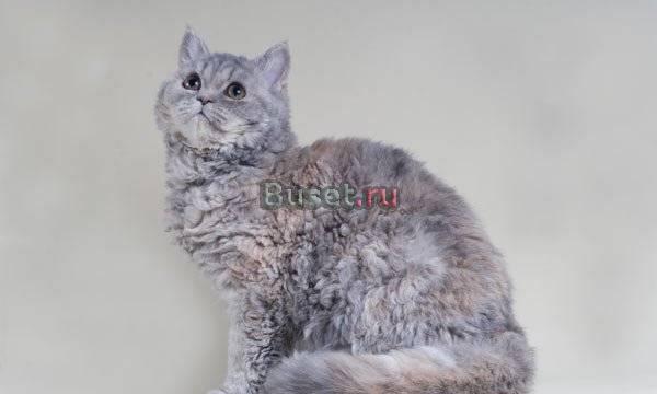 Котята разных окрасов кудрявые Селкирк-Рэкс Москва