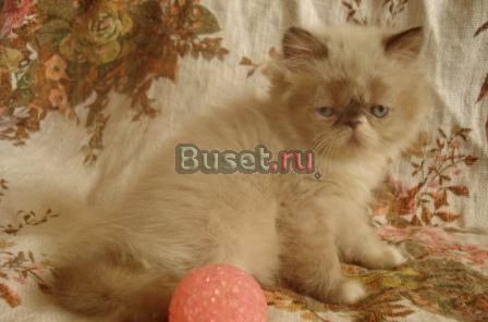 Персидские и экзотические котята Москва