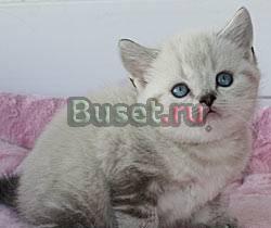 Британский котик линкс пойнт-чистокровный Санкт-Петербург