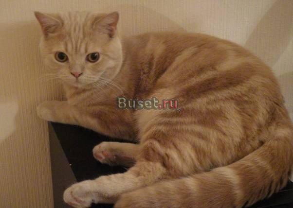 Шотландский кот (страйт) приглашает на вязку Москва