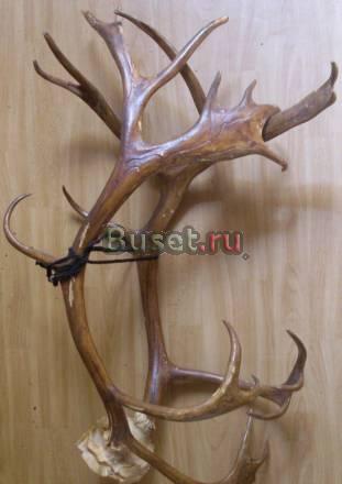 Рога лося или оленя Ростов-на-Дону