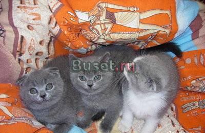 Шотландская вислоухая кошечка Москва