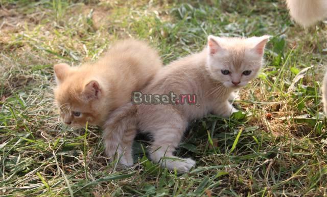 Экзотические котята за символическую плату Москва