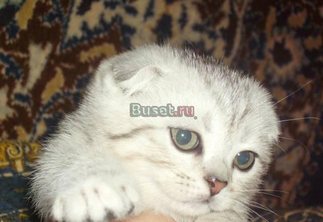 Вислоухая кошечка Санкт-Петербург