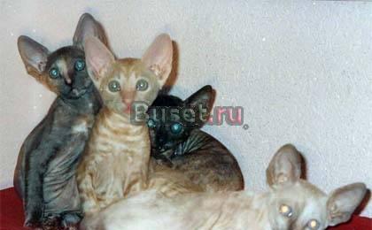 Коринш-рекс кудрявые котята Москва