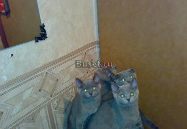 Британские и шотландские вислоухие котята Москва