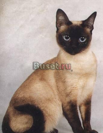 Нужен Тайский кот для вязки Самара