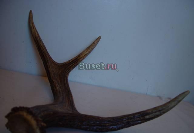 Рога оленя Санкт-Петербург