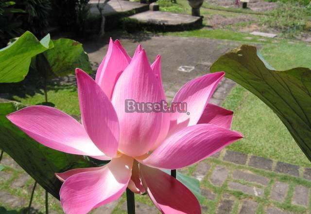 Доступный отдых в Юго-Восточной Азии Москва