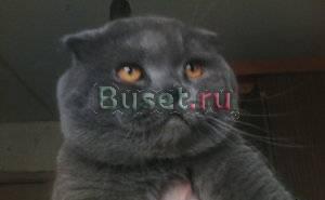 Вязка Голубого Шотландкого вислоухого кота Москва