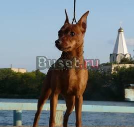 Щенки цвергпинчера Нижний Новгород