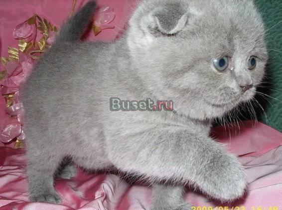 Куплю котенка шотландца вислоухова Мурманск