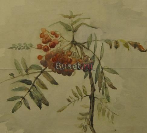 Гроздь рябины Москва