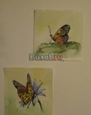 Бабочки Москва