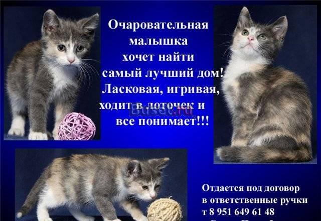 Трехцветный котенок девочка Санкт-Петербург