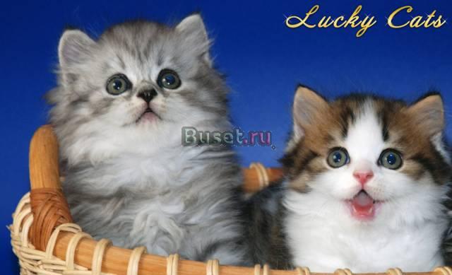 Highland straight котята эксклюзивной породы Москва