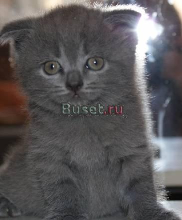 Шотландские вислоухие Воскресенск