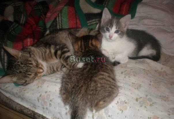 Котята (мальчик и девочка)сейчас живут в деревне Москва
