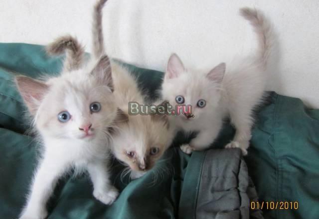 Котята сиамские Волгоград
