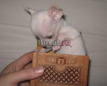 Чихуахуа мини-мальчики Москва
