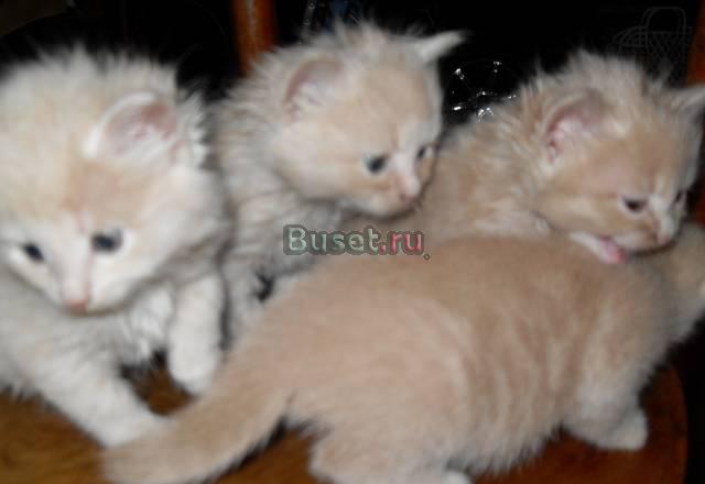 Котята в добрые руки Столбовая