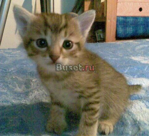 Котята от бенгальской кошки Москва
