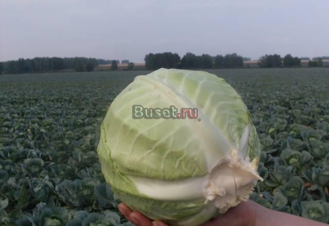 Продажа капусты и свеклы Челябинск