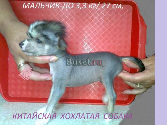 Хохлатая голая-мальчики-до 3кг / 26см Москва