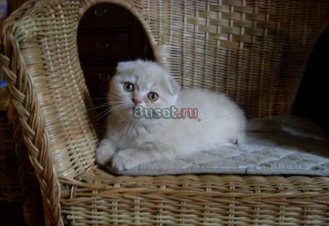 Шотландские вислоухие кошечки Москва