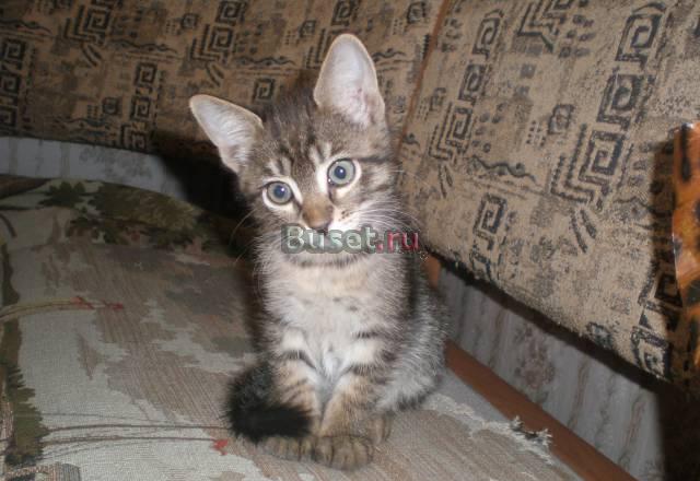 Отдать котят в хорошие руки Белгород