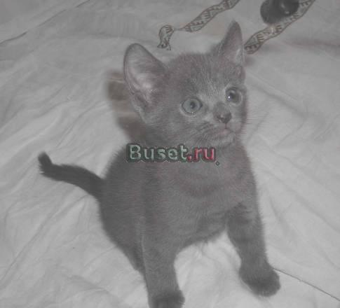 Котенок русской голубой Санкт-Петербург