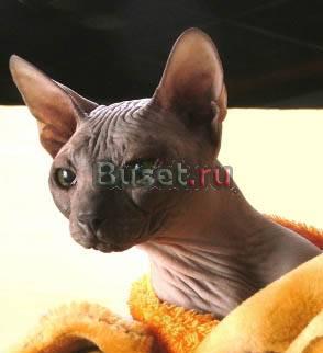 Отдам сфинкса в добрые руки Москва