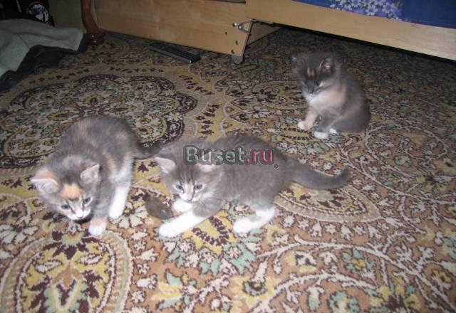 Отдам котяточек в хорошие и добрые руки Москва