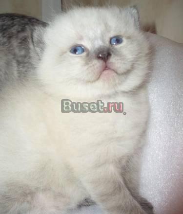 Вислоухие котята Москва