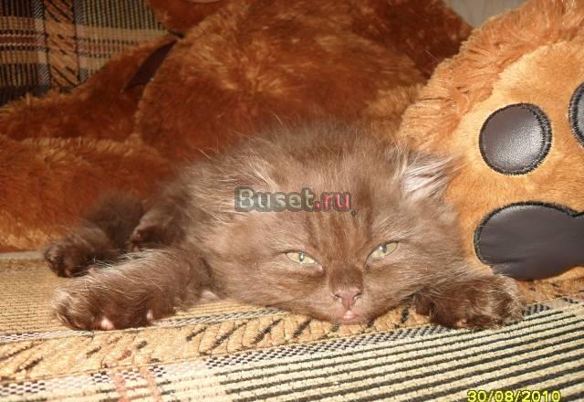 Шотландские вислоухие котята Воронеж
