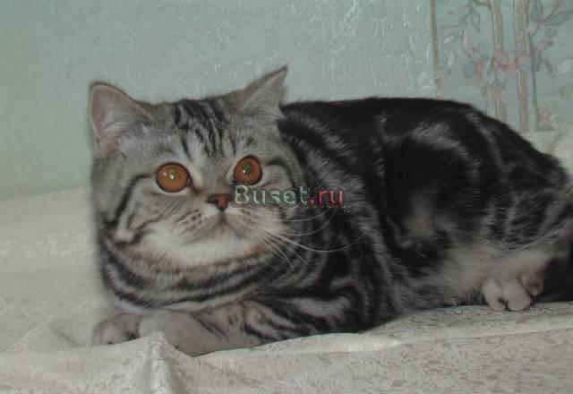 Шотландский котик 1,5 месяца, больш. мордашка Москва